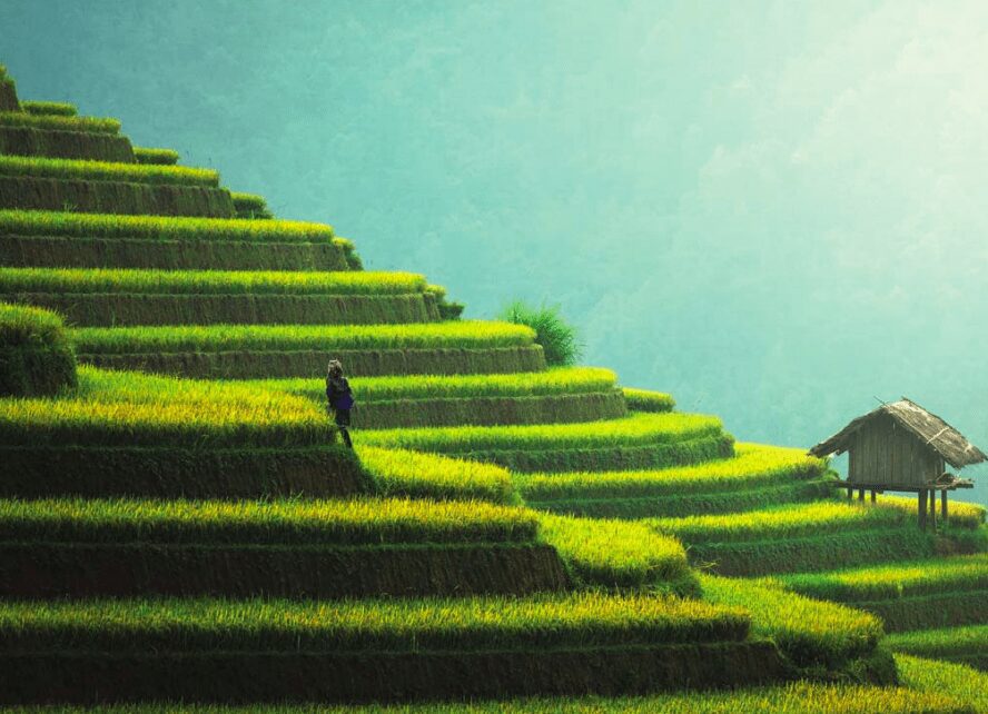 agricultura blockchain