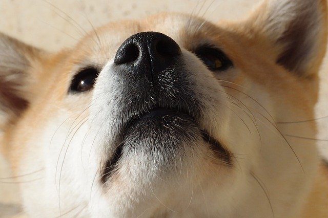 dogecoin criptomoneda
