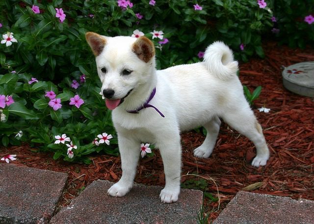 dogecoin actividades ilícitas