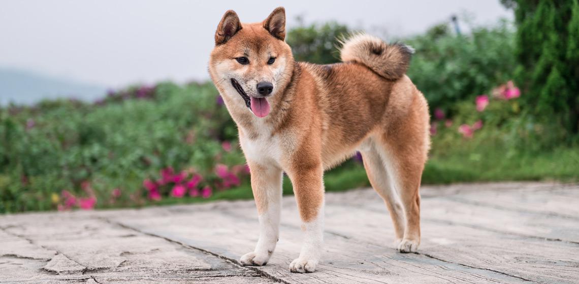 DogeDEX, el motor de comercio peer to peer (P2P) donde los usuarios de Dogecoin (DOGE) pueden hacer intercambios atómicos con el token