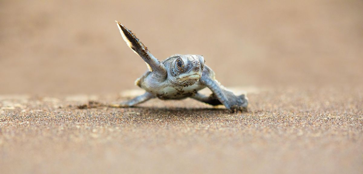 Los usuarios de TurtleDex, un protocolo de almacenamiento de archivos en la BSC, fueron víctimas de un Rugpull este 19 de marzo.