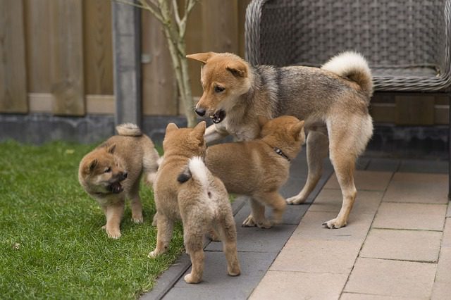 Elon Musk Baby Doge Coin