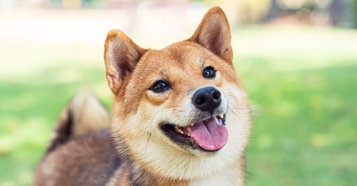 Shiba Inu sube 400% este mes y pasa a ser la decimotercera criptomoneda del mercado