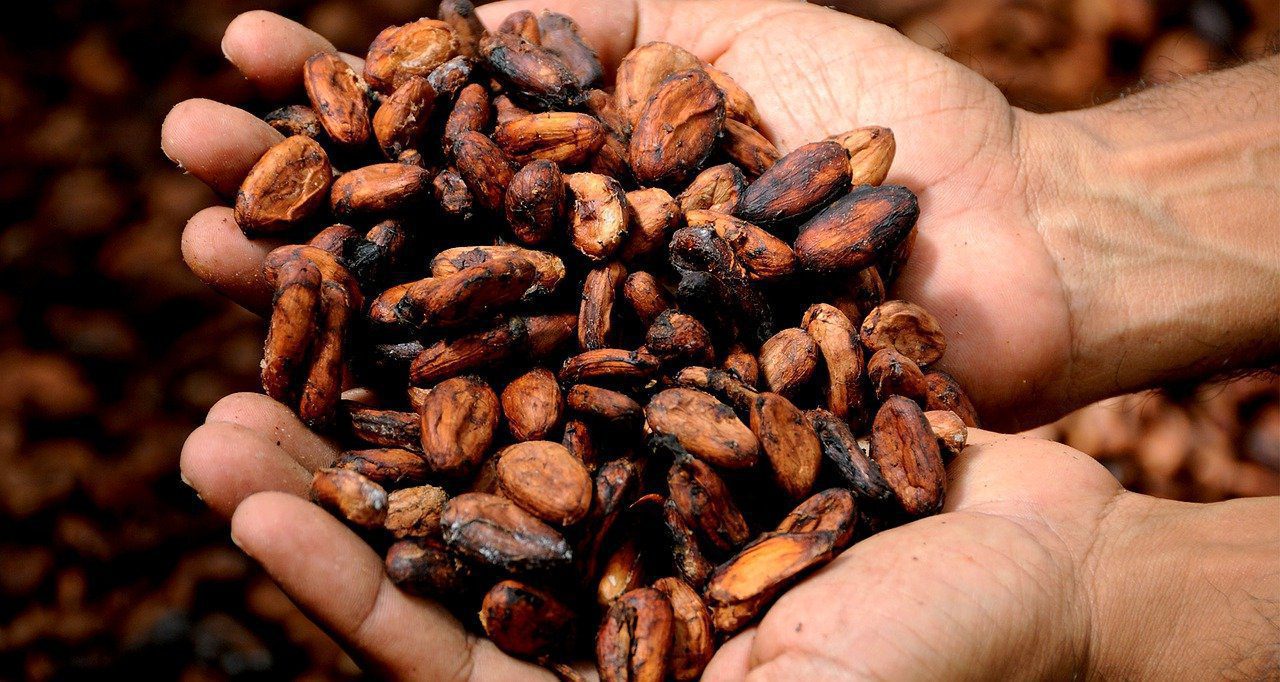 ODS 12: ¿Puede blockchain hacer más justo el comercio del cacao?