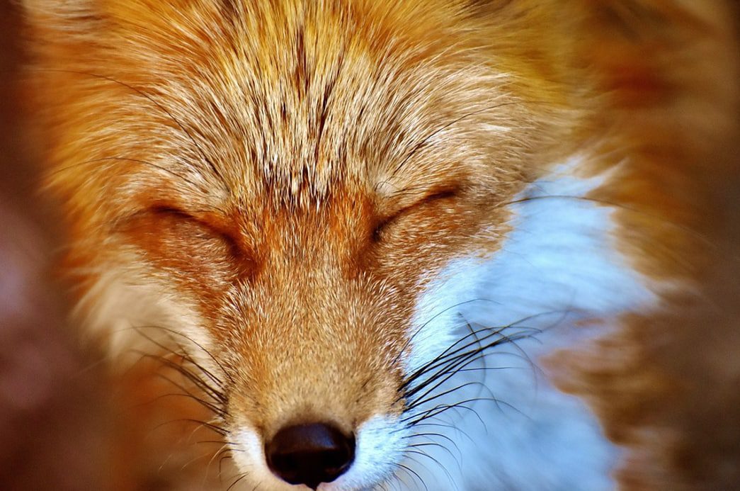 MetaMask permite comprar criptomonedas con dinero del banco