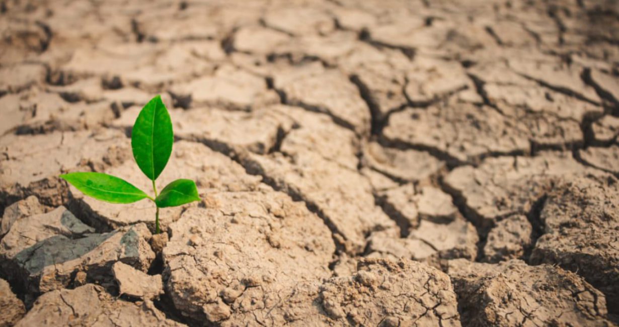 EY se mete en el negocio de los créditos de carbono y lanza plataforma en Ethereum