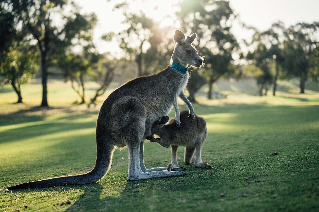 National Australia Bank bloquea pagos a exchanges de criptomonedas