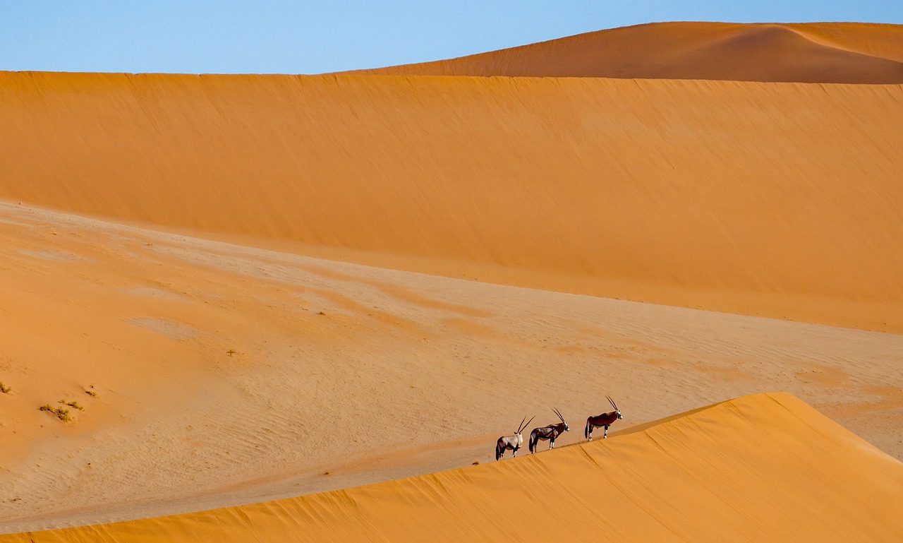 Así es Antelope, la coalición de las blockchain EOS, Telos, WAX y UX