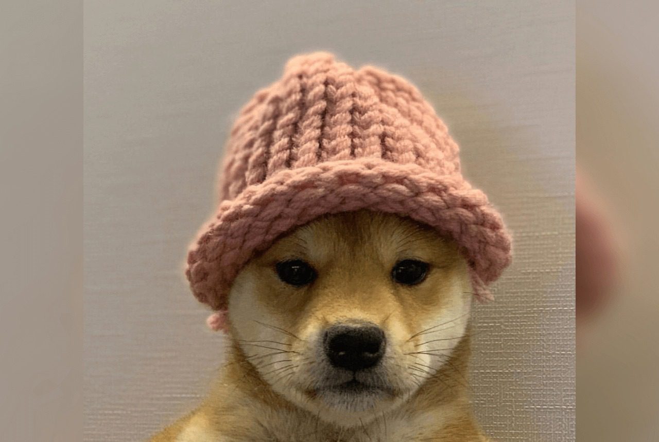 dogwifhat (WIF), la memecoin de Solana que creció 800% el último mes