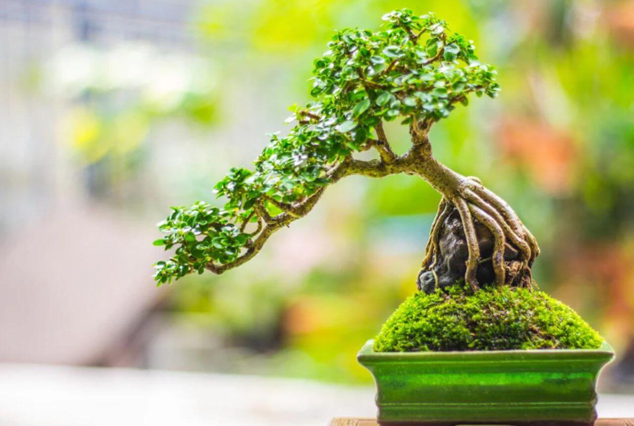 BONSAI, la memecoin ERC-404 que crece en el ecosistema Lens