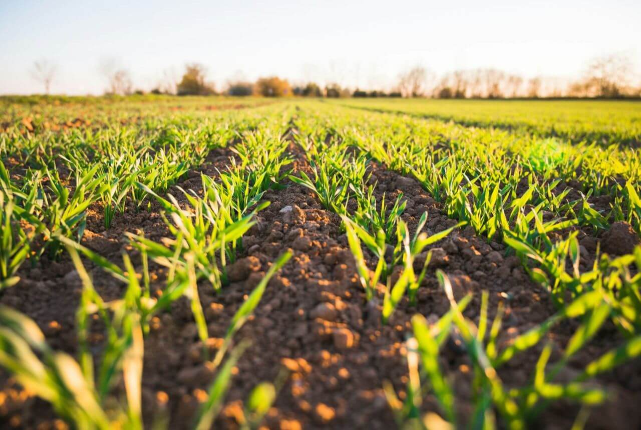 Infraestructura física p2p blockchain (DePIN) llega a la agricultura