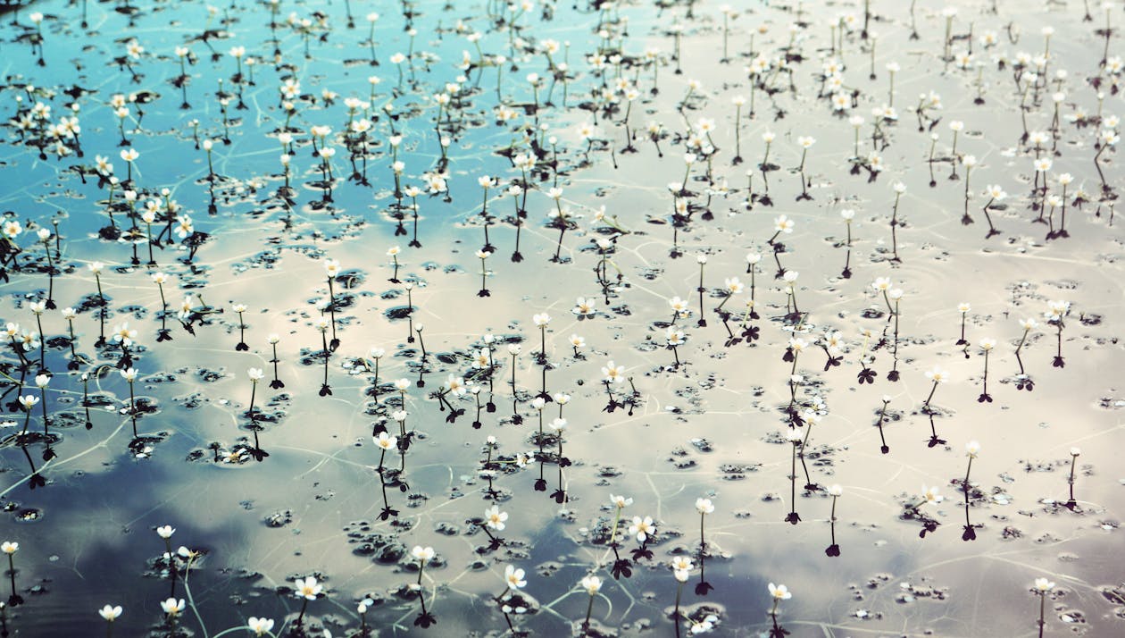 Florece el staking en Bitcoin: conoce las plataformas que te permiten hacerlo