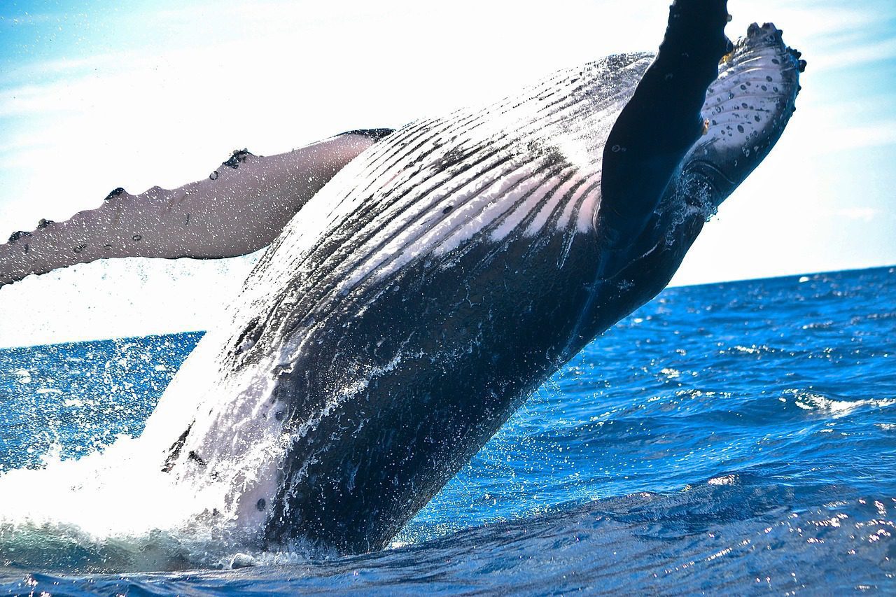 Las negociaciones de la ballena bitcoin que recuperó $68 millones robados
