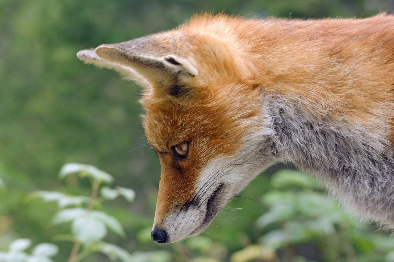 MetaMask lanza tarjeta Mastercard para pagos en criptomonedas desde su wallet