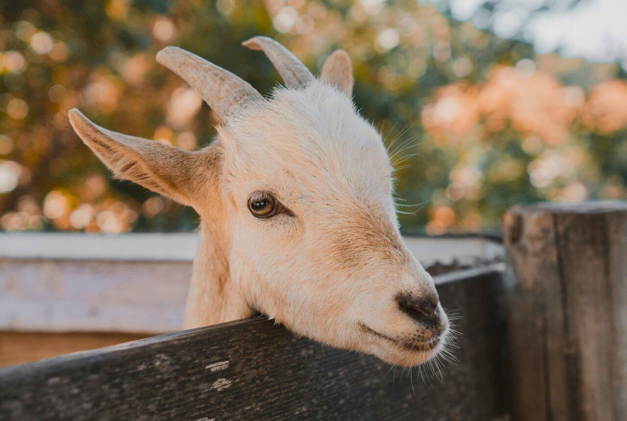 GOAT, la memecoin apoyada por una IA que mueve millones