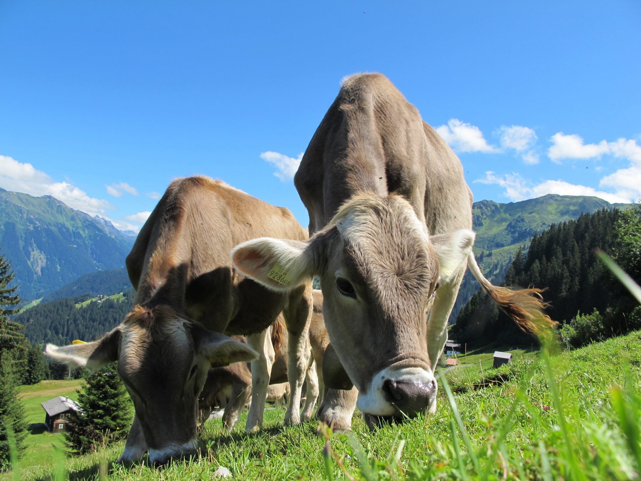 Cowmed aclara el caso de las vacas tokenizadas: la clave está en la identidad digital